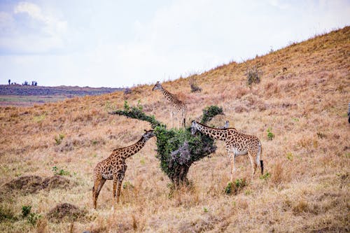 Wild Giraffes in the Savanna