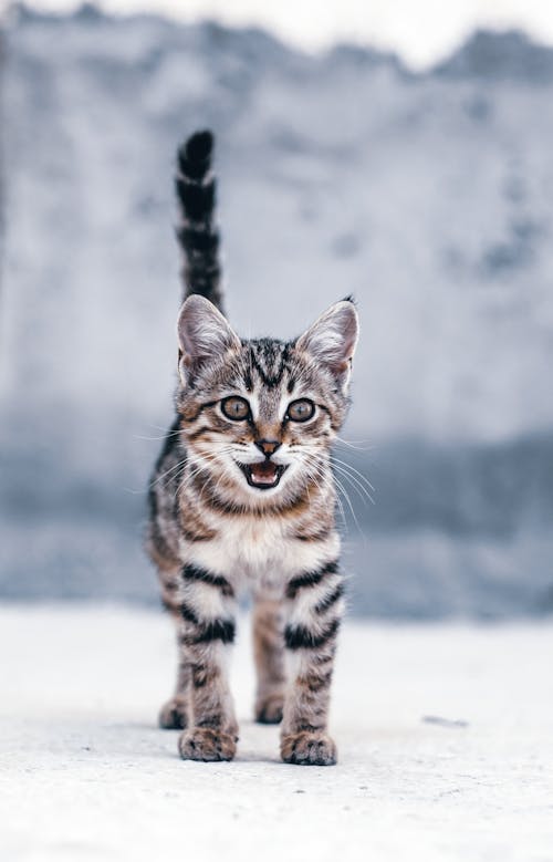 Fotobanka s bezplatnými fotkami na tému chlpatý, domáce zviera, mača