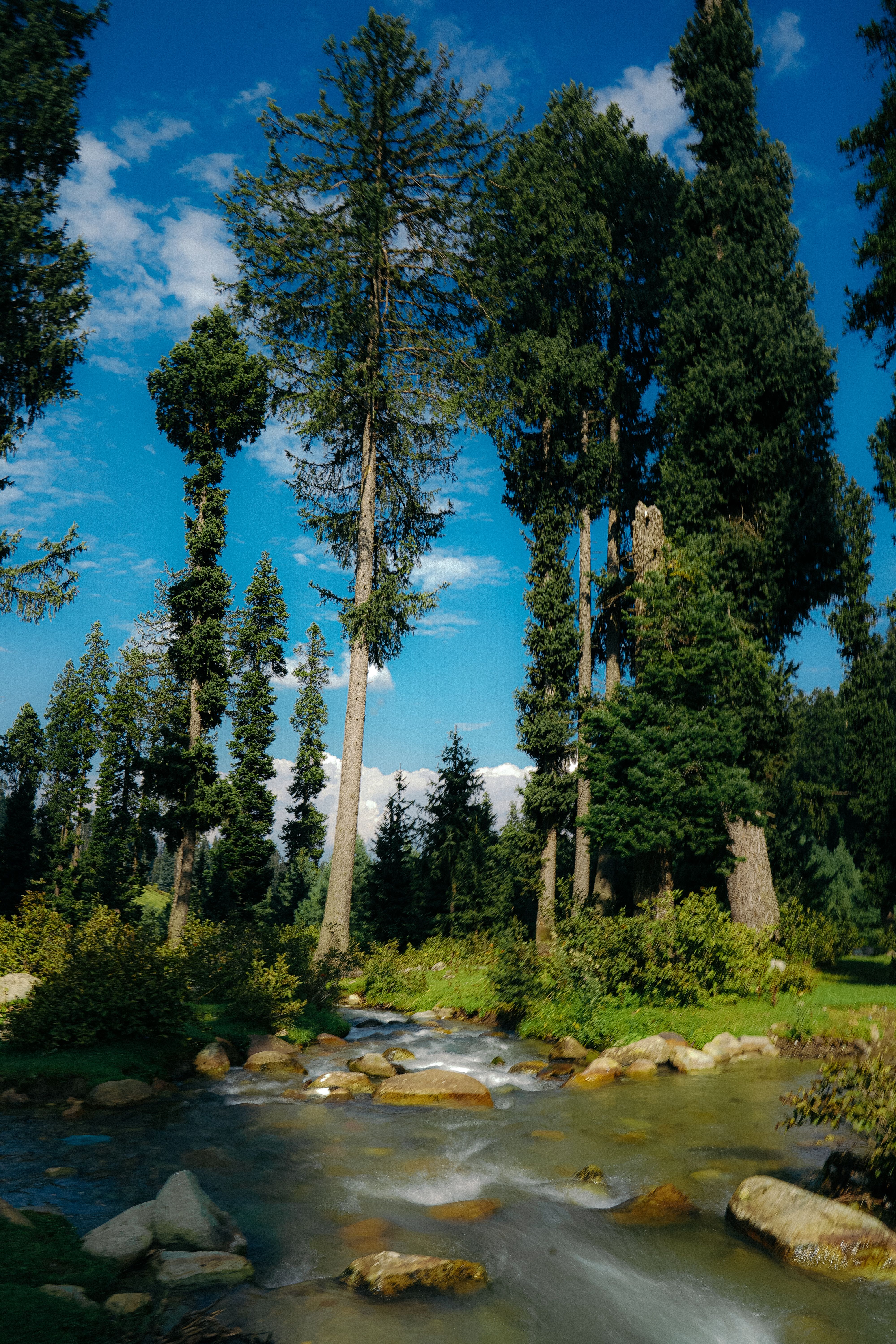 Tall Trees Near the River · Free Stock Photo