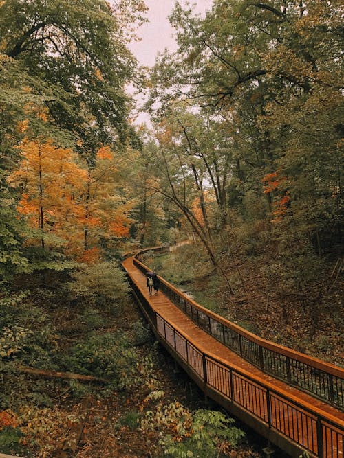 Immagine gratuita di autunno, cadere, foresta