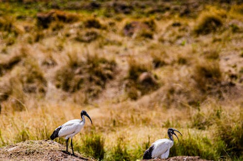 Fotobanka s bezplatnými fotkami na tému divočina, fotografovanie vtákov, ibis