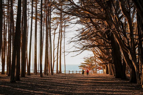 People Walking on Pathway Near Bare Trees