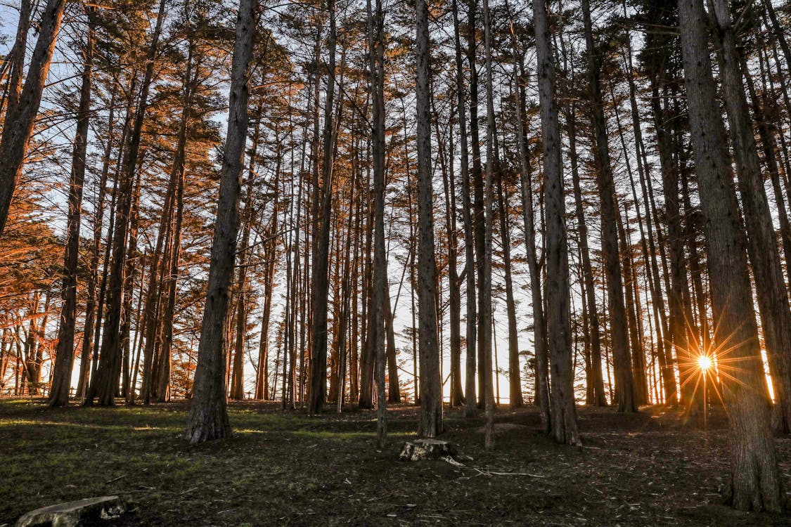 Foto d'estoc gratuïta de alba, arbres alts, bosc