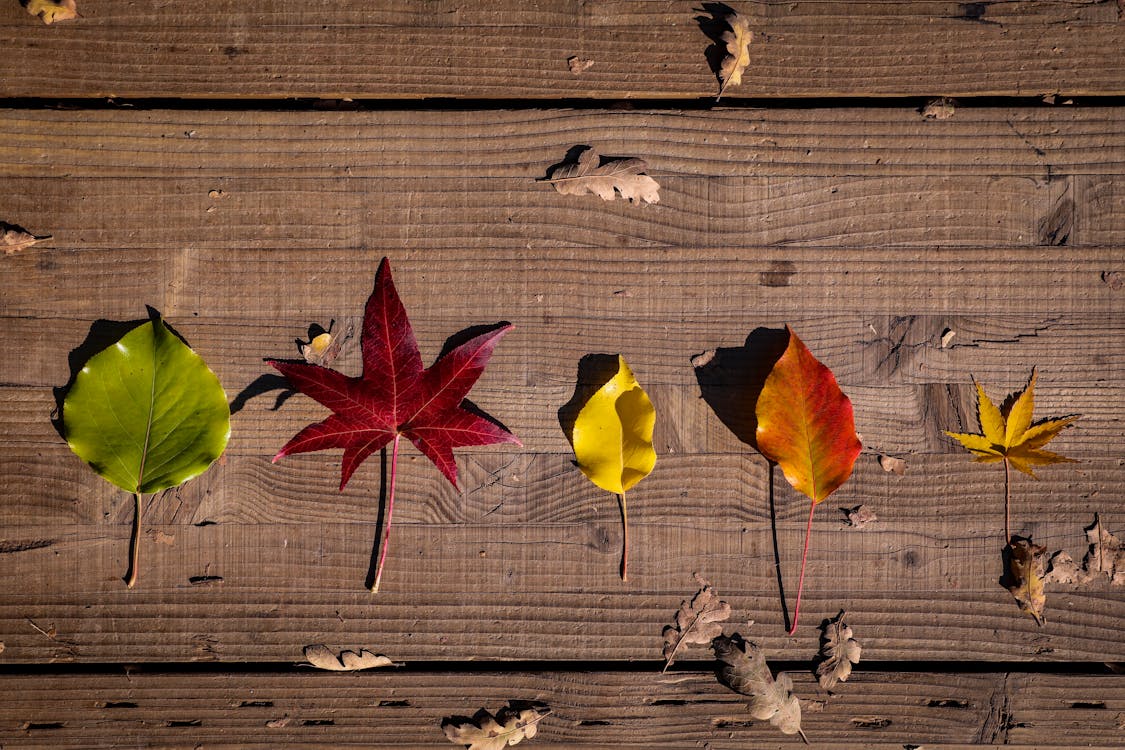 Assorted Leaves on Wood 