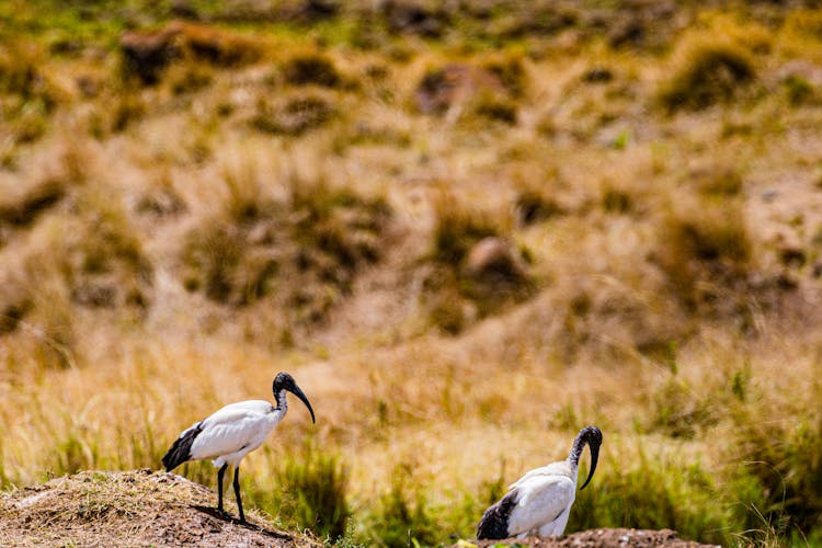 Photograph Of Black And White Ibis Birds