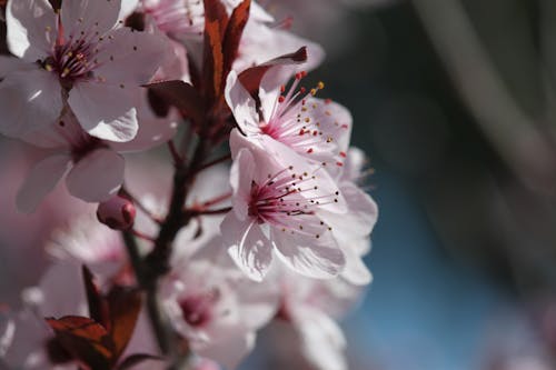 櫻花 的 免費圖庫相片
