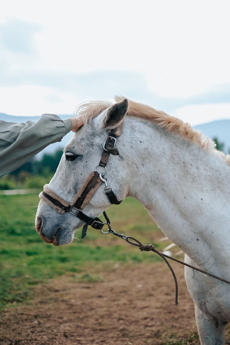 A Person Petting A Horse