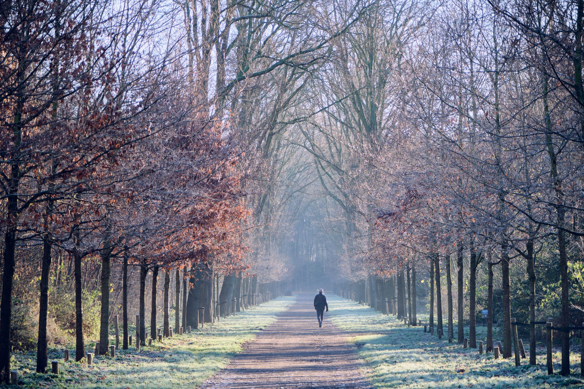 A person walks along a frosty tree-lined path on a cold winter morning with mist lingering in the air.