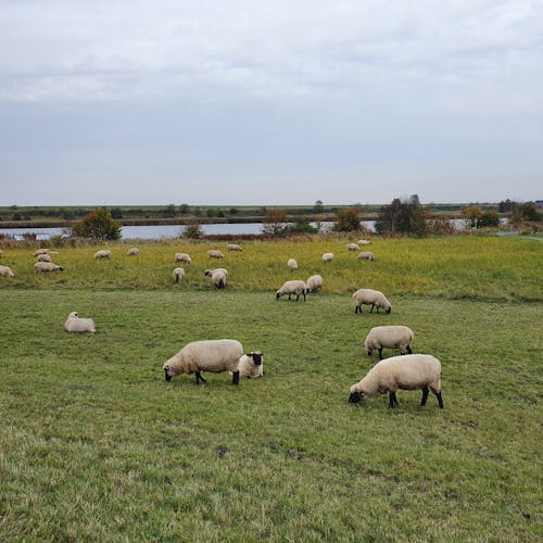 Photos gratuites de agriculture, animaux, campagne