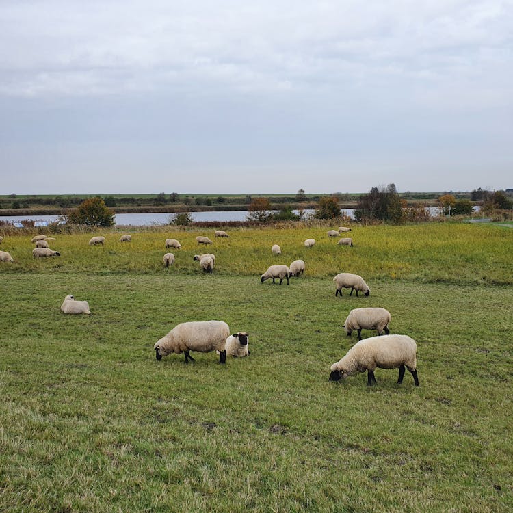 Herd of Sheep on Green Grass Field