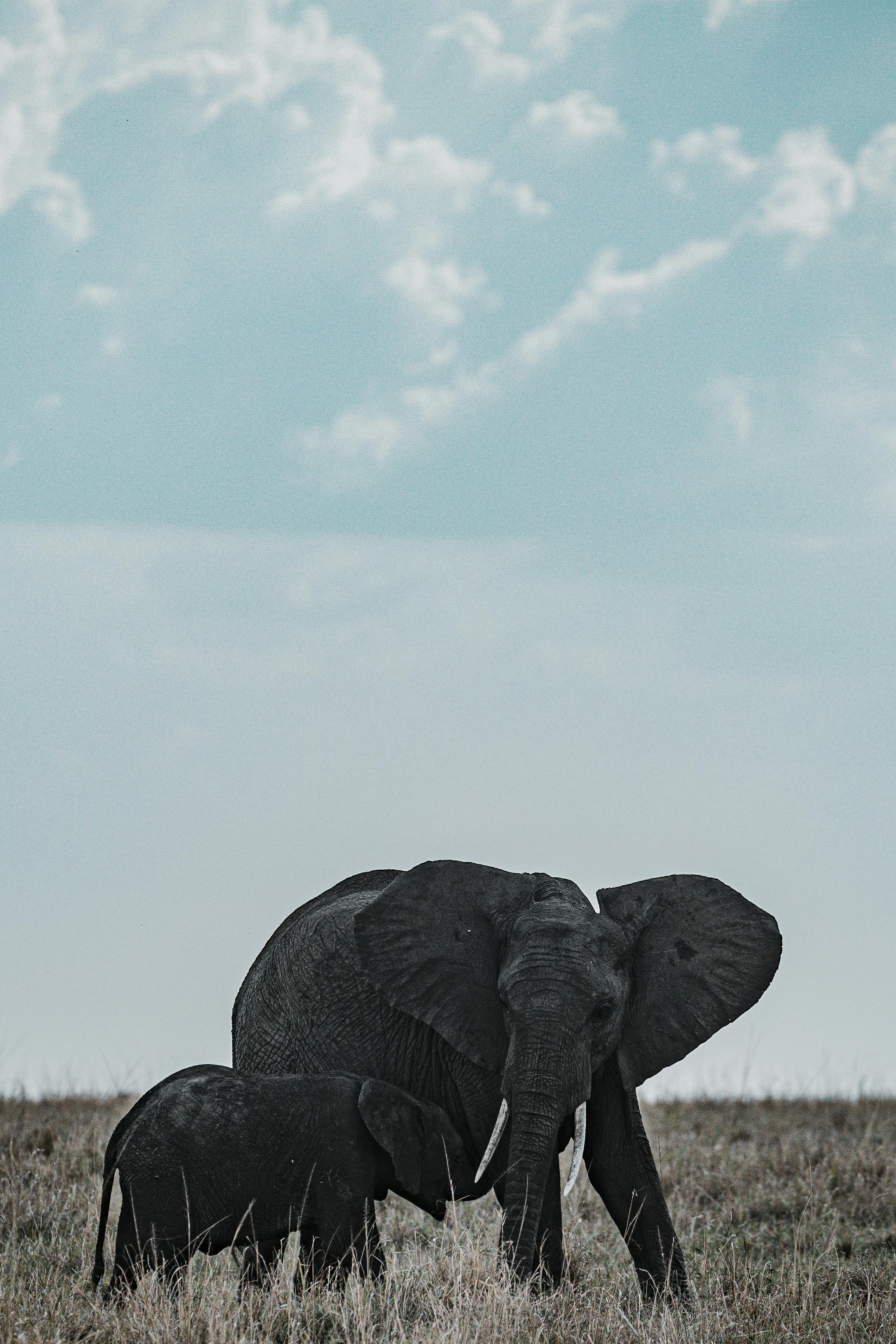 Cute Elephant iPhone Wallpapers - Top Free Cute Elephant iPhone Backgrounds  - WallpaperAccess