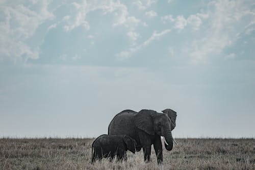 Ücretsiz afrika fili, alan, çayır içeren Ücretsiz stok fotoğraf Stok Fotoğraflar