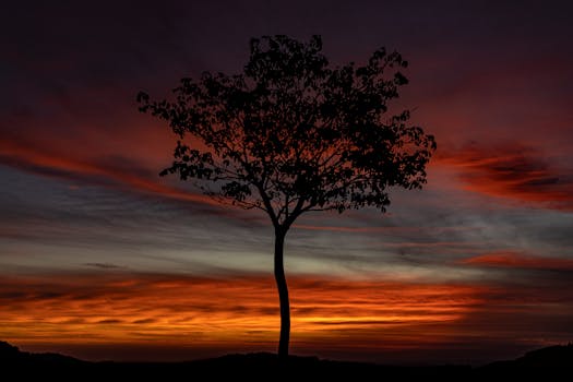 Silhouette of a lone tree against a vibrant sunset sky in Serra Negra, Brazil.