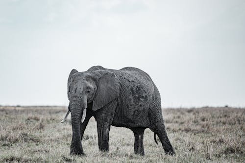 De franc Foto d'estoc gratuïta de animal, elefant africà, fotografia d'animals Foto d'estoc