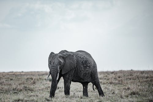An Elephant with Tusks on a Grass Field