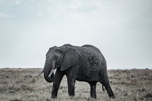 Gratis Foto stok gratis binatang, fotografi binatang, gajah afrika Foto Stok
