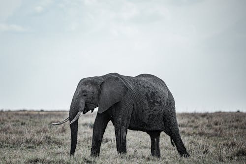Бесплатное стоковое фото с африканский слон, дикая природа, животное