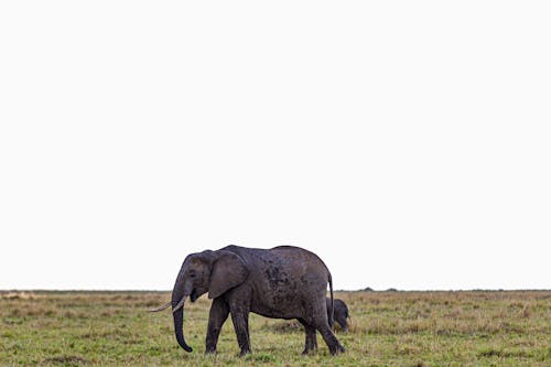 ฟรี คลังภาพถ่ายฟรี ของ การถ่ายภาพสัตว์, ช้างแอฟริกา, ซาฟารี คลังภาพถ่าย