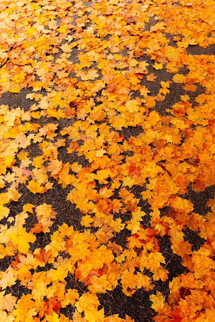 Orange Leaves On The Ground