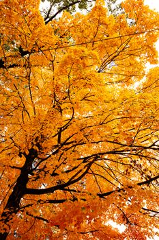 A stunning display of orange leaves on a tree in Atlanta, GA during fall season.