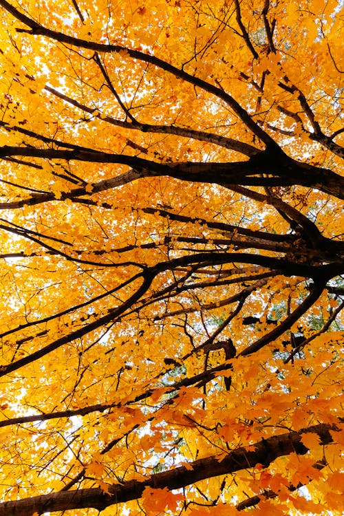 Fotos de stock gratuitas de árbol, caer, hojas de naranja