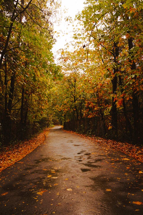 ağaçlar, asfalt yok, asfalt yol içeren Ücretsiz stok fotoğraf