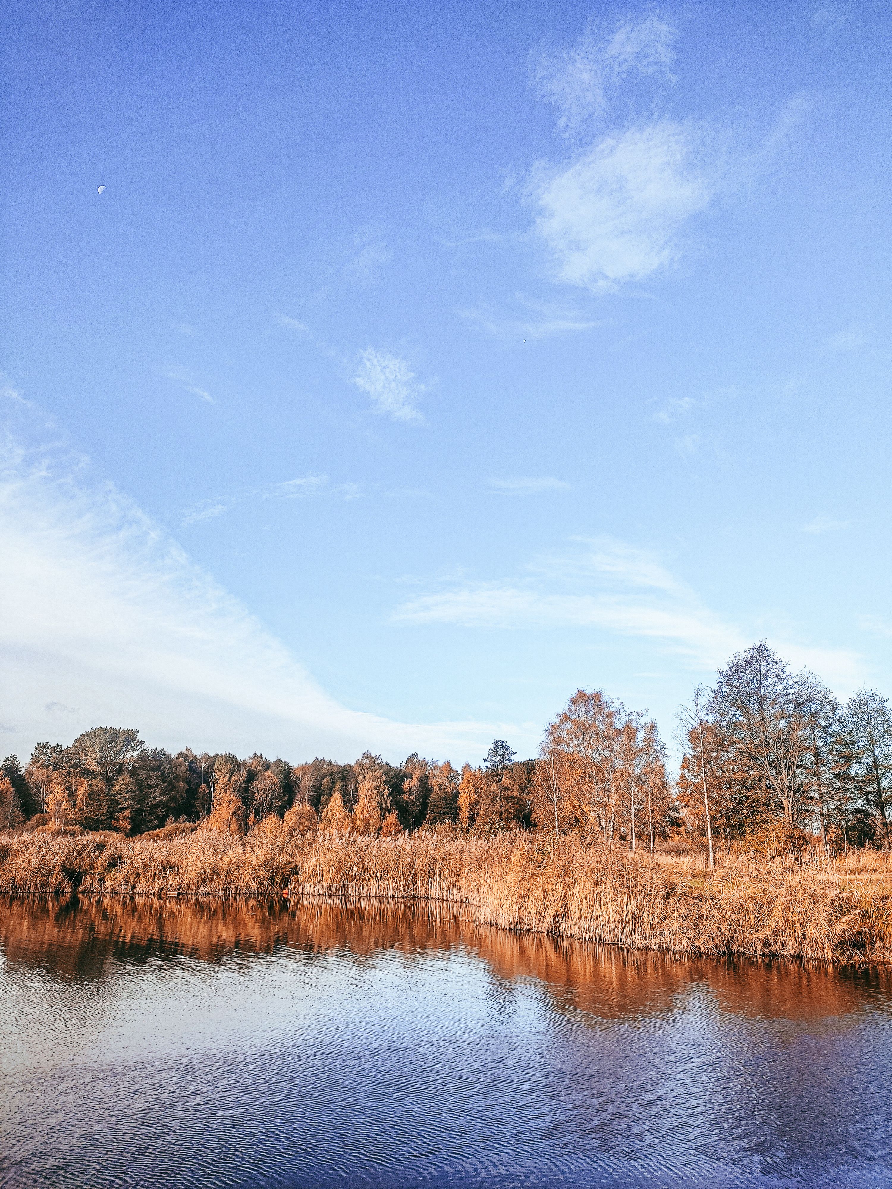 Brown Trees Beside River Under Blue Sky · Free Stock Photo