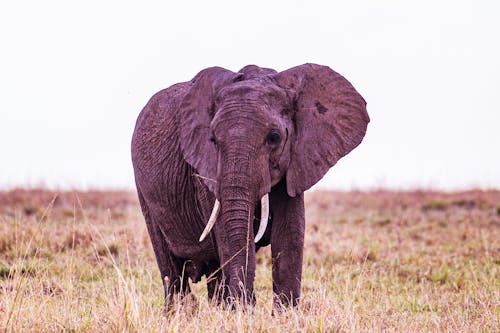 Gratis Foto stok gratis binatang, fotografi binatang, gajah afrika Foto Stok