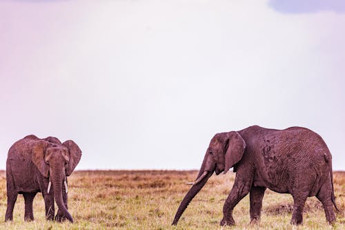 Fotobanka s bezplatnými fotkami na tému africké slony, divočina, kly