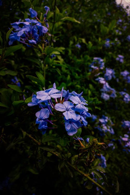 Δωρεάν στοκ φωτογραφιών με plumbago auriculata, ανθίζω, άνθος