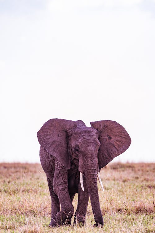Безкоштовне стокове фото на тему «африканський слон, бивні, вертикальні постріл» стокове фото
