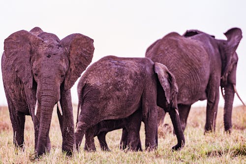 Ücretsiz çim saha, filler, hayvan fotoğrafçılığı içeren Ücretsiz stok fotoğraf Stok Fotoğraflar