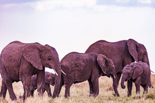 Безкоштовне стокове фото на тему «африканський слон, дика природа, Савана» стокове фото