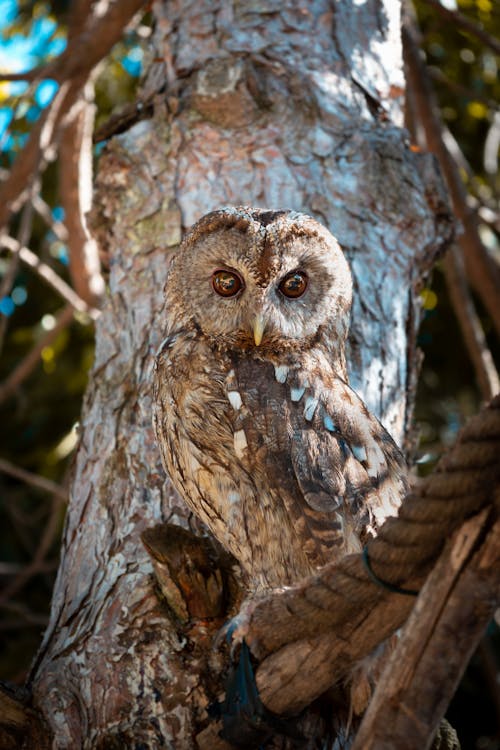 Close Up Photo of Owl Perched near Tree Trunk