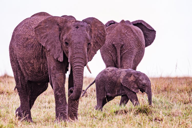 Elephants On A Grass Field 