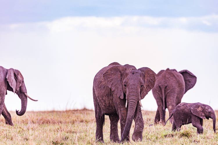 An Herd Of Elephants 