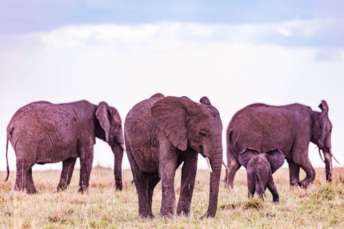Ücretsiz büyükbaş hayvan sürüsü, çim saha, filler içeren Ücretsiz stok fotoğraf Stok Fotoğraflar
