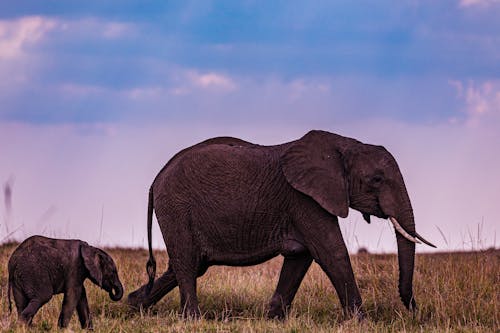 Ilmainen kuvapankkikuva tunnisteilla afrikkalainen norsu, eläin, eläinkuvaus Kuvapankkikuva