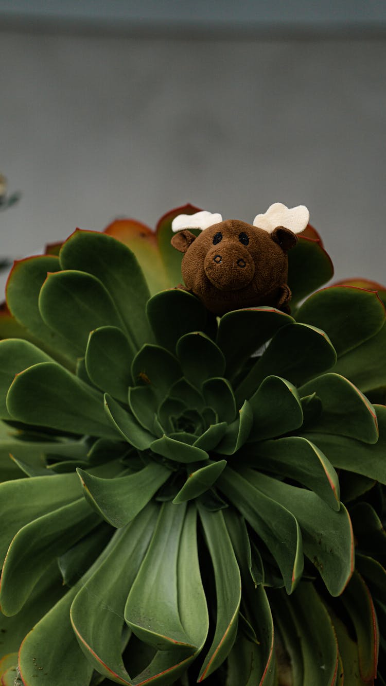 Plush Reindeer Inside Succulent Plant