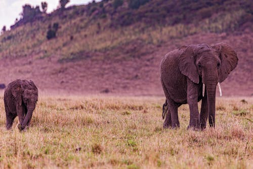 Ilmainen kuvapankkikuva tunnisteilla afrikan norsut, eläin, eläinkuvaus Kuvapankkikuva