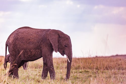 Безкоштовне стокове фото на тему «африканський слон, бивні, дика природа» стокове фото