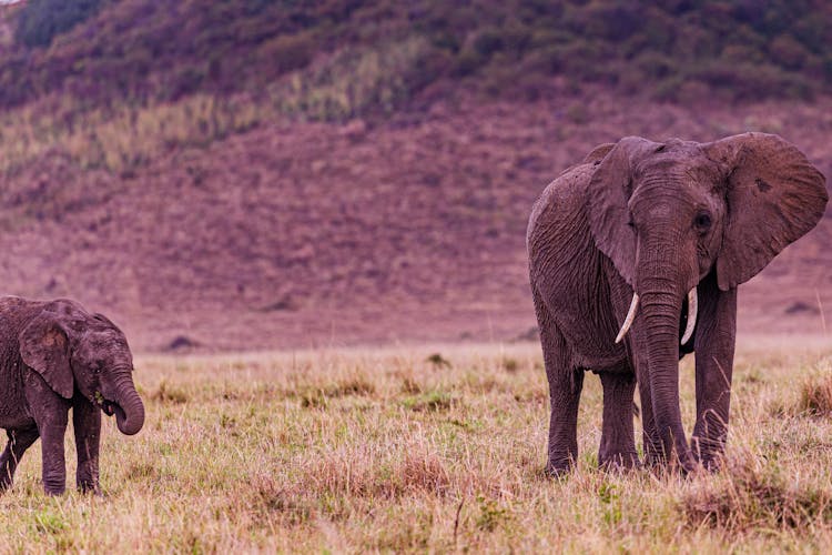 Photograph Of African Elephants On The Grass