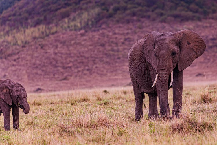 Elephant Standing On The Grass Field