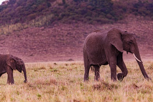 Gratis Foto stok gratis belalai gajah, besar, betis Foto Stok