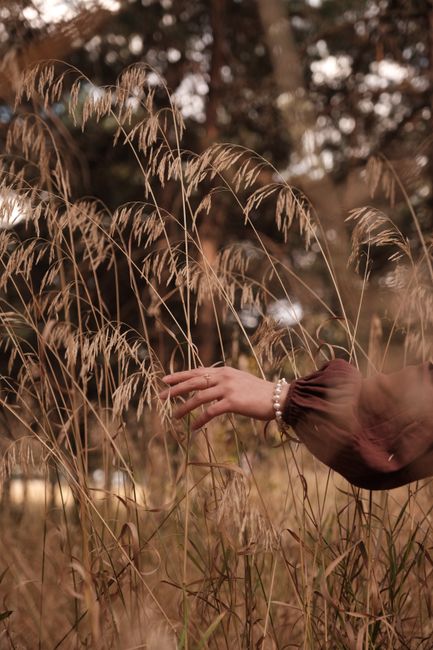 A serene close-up of a hand gently touching wheat in a field, embodying nature's tranquility.