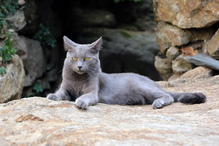 Gray Cat Lying On The Ground