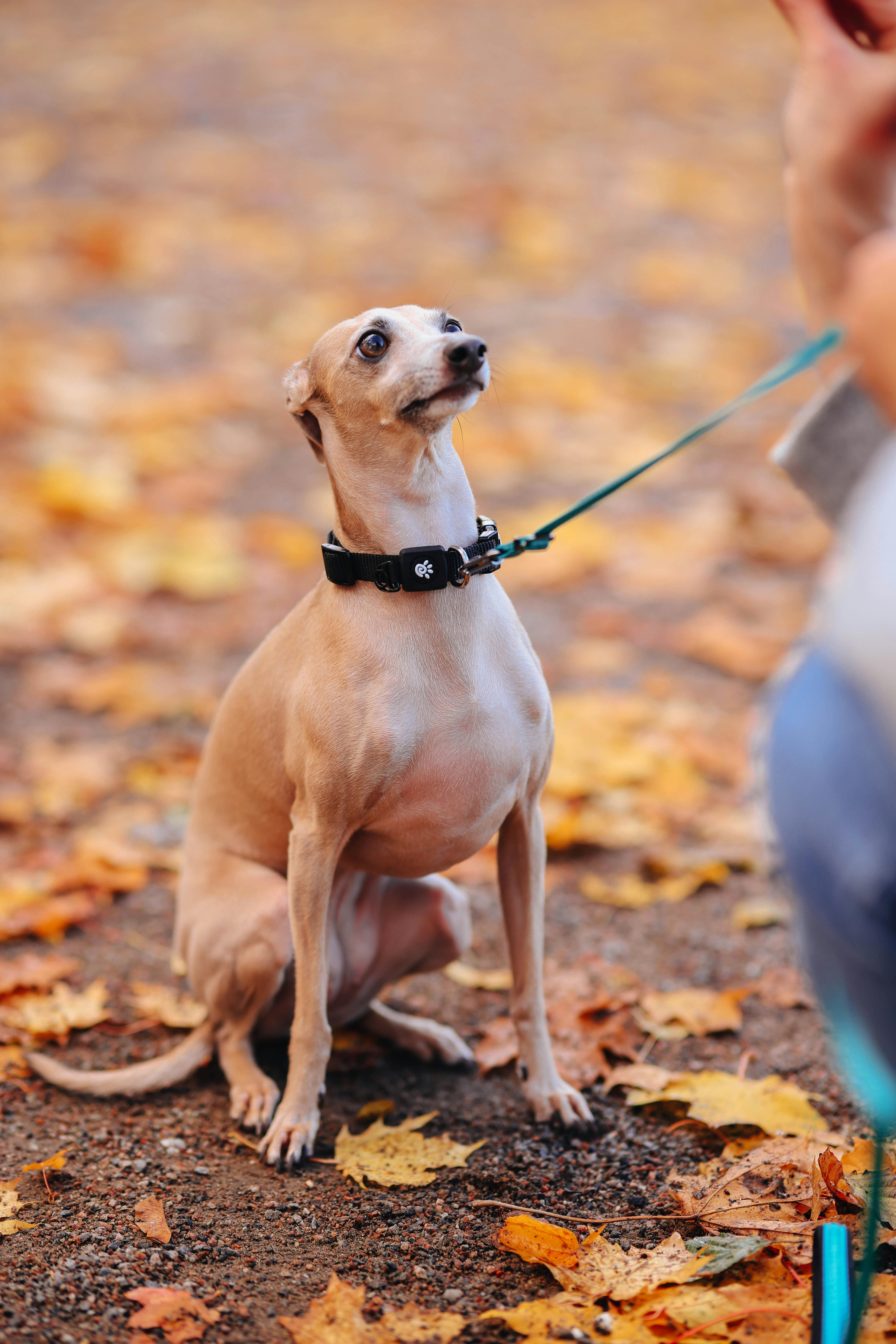 Brown Short Coat Small Dog With Black Leash · Free Stock Photo
