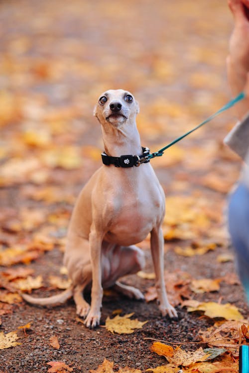 Close-up of a Dog on the Leash 