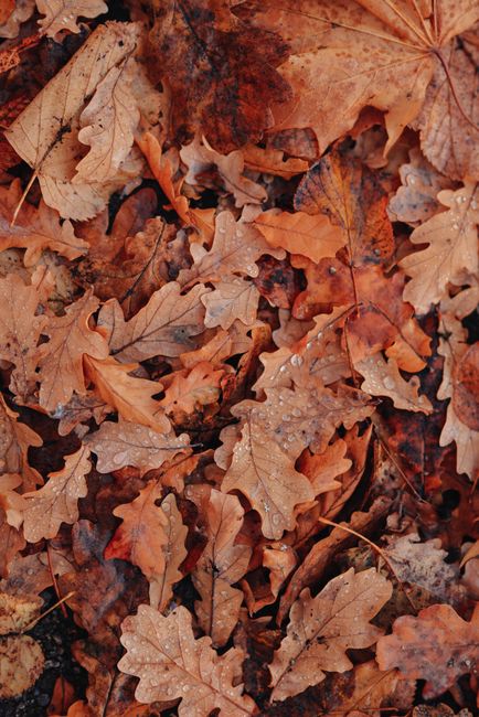 High-quality close-up shot of brown and orange autumn leaves creating a textured pattern.