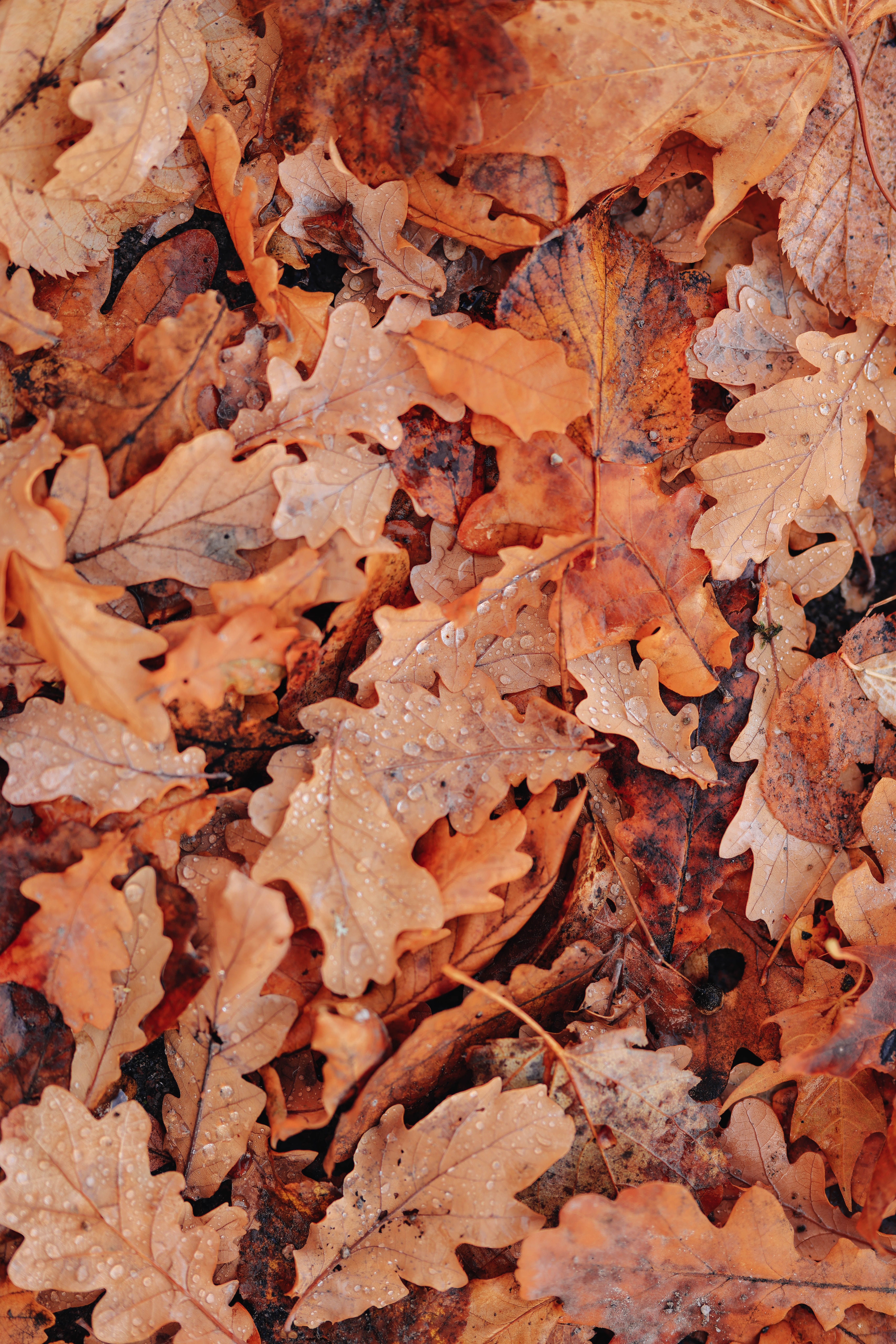 Vibrant autumn leaves with water droplets create a warm seasonal texture.